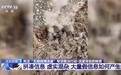 照谣镜|用AI伪造“新闻”牟利日产19万篇,一批造谣者被抓