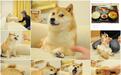 柴犬Kabosu去世:那些发狗头表情的人,他们在说什么?