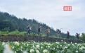 土疙瘩变“金蛋蛋”,恩施三岔一颗马铃薯产值破亿元