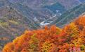 湖北神农架:斑斓染山林 秋景惹人醉