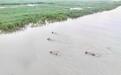 洞庭湖水位10天上涨超5米 水面扩大至2510平方公里