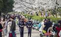 武昌民警守护赏花游,武大樱花树下“警”色浓