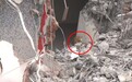 台湾女子地震时为救猫折返大楼罹难，数天后被救橘猫走出废墟