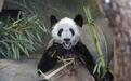 美国将迎来新一对中国大熊猫,美媒:最早今年夏末抵达,“充满期待”