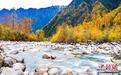 四川石棉:田湾河畔彩林满山 秋意正浓