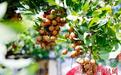 广东高州龙眼成市场“宠儿”售价稳中有升