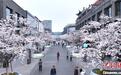 杭州西湖畔现“樱花步行街”民众打卡“春日限定”