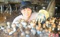 闽北“小菌菇”农业特色种植撑起乡村振兴“致富伞”