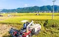 航拍广西岑溪万亩稻田 夏日田园“丰”景如画