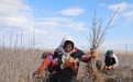 新疆兵团九师:沙棘育苗基地起苗忙