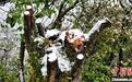 四川古蔺:虎头山瑞雪初降 雾凇美景兆丰年