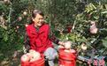 (乡村行·看振兴)山西闻喜“阳隅苹果”丰收 外省客商满果园