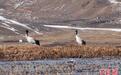今年首批黑颈鹤飞抵隆宝滩国际重要湿地