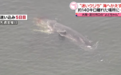 日媒称大阪湾生态环境异变：捕捞量锐减，瘦弱鲸鱼迷路死亡