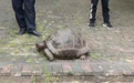 广州番禺一公园现国家保护动物陆龟,警方:已移交森林公安 专家称禁止非法买卖驯养