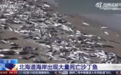 日本现大量死鱼，绵延7公里 清华大学模拟结果：核污染水4月到达中国沿海