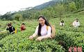 广西罗城:明前茶飘香 茶农采制忙