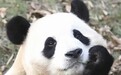 文创上新 民宿客满 粉丝到位——福宝今日亮相