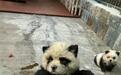 泰州动物园回应“熊猫犬”争议:特地引进,当时已染色