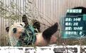 AI养大熊猫?广东“00后”大学生开发“熊脸识别”