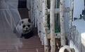 媒体：动物园用狗冒充熊猫？如此“别出心裁”不值得提倡