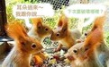 又是松鼠惹祸?桃园医院系统大宕机,台电甩锅是松鼠害电力瞬间降压
