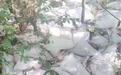 “树林发现大量丢弃药品,还有针头”,当地通报