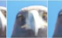 土耳其老鹰空中抓走无人机,带上山顶“玩自拍”