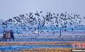 黑龙江千鹤岛开园:游客置身万鸟齐飞自然盛景