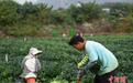 广西贺州供粤港澳大湾区蔬菜采摘忙