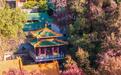 广东迎来红叶最佳观赏季 客流持续高位运行
