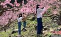 (乡村行·看振兴)畲乡景宁:生态“颜值”变身经济“产值”