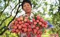 “中国荔乡”广东茂名荔枝飘香