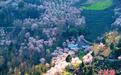 四川平武:百年古梅花正旺 漫山花潮美如画卷