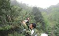 广西回归种植濒危物种资源冷杉 为野外种群恢复奠定基础
