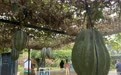 大年餐桌·“鲜”有海南|就是这么拼!海南持续为国人的“果盘”“上新”