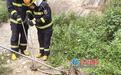 漳州长泰:两米长“干饭蟒”连吞三鸡