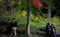 “熊出没”频发 日本保险公司首创旅游机构“熊害”保险