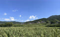 科技赋能,高山蔬菜成乡村振兴新引擎