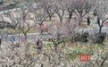 武汉东湖梅园20000株梅花竞相绽放