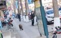 辽宁凤城十余头野猪进城一头被击毙,警方称街面已无它们踪迹