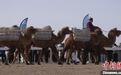 “骆驼+文旅”,“苍天千峰驼羔”系列活动开启民俗文化嘉年华