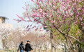 河北衡水:绘就春日“赏花经济”新图景