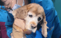 春节坚守:15岁高龄犬在新瑞鹏旗下顽皮家族宠物医院的“新生”接力战