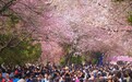 人民观察|“吉大赏杏”稳居春城朋友圈“C位”