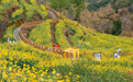 高山梯田变“金田”!黄岩油菜花带动乡村共富