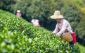 湖南江华:春茶飘香