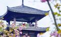 即将进入盛花期!2025成都·青白江樱花赏花季启幕