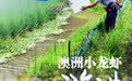 钱江观潮丨文成发展多元种养带动农民增收:澳洲小龙虾游进山间稻田