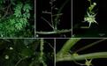 广西环江发现新种疣茎绞股蓝野生资源